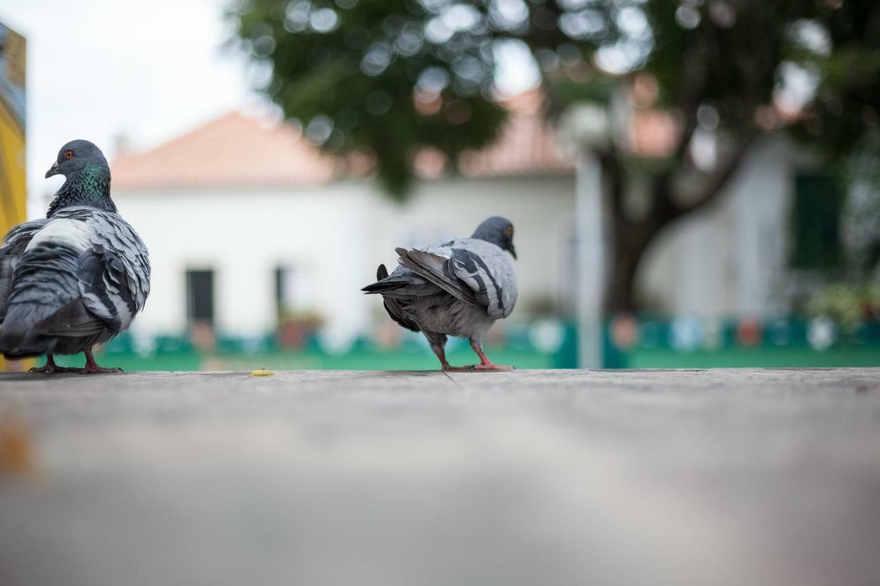 桑塔马林哈公寓 Lisboa 外观 照片